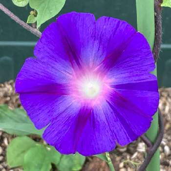 あさがお江戸風情の投稿画像一覧 Greensnap グリーンスナップ