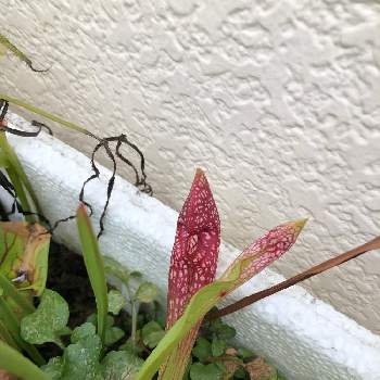 サラセニア スカーレットベルの投稿画像一覧 Greensnap グリーンスナップ