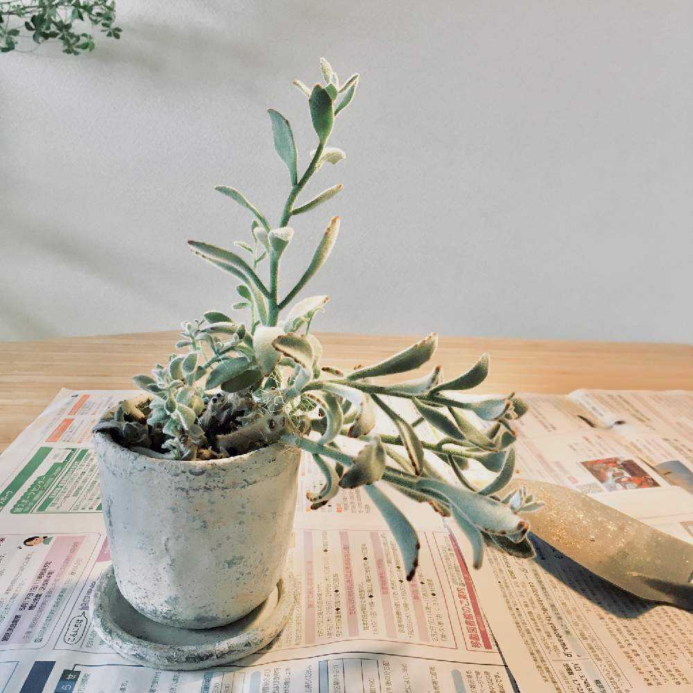 徒長カランコエの再生記録 Greensnap グリーンスナップ