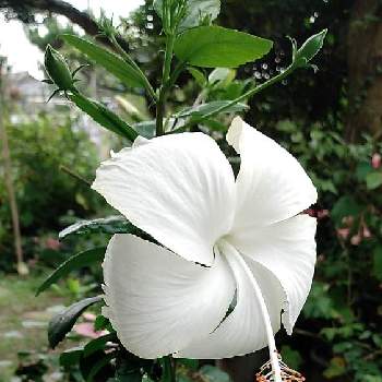 ハイビスカス　ホワイトバタフライの画像 by くまちゃんさん | アプローチとハイビスカス　ホワイトバタフライとおうち園芸と白いお花とかわいい〜お花‼と大好きな花とハイビスカスLoveと我が家の庭のお花と花のある暮らし