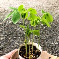 モンキーポッドの育て方 種まきや植え付けの時期は 庭木にもできる Greensnap グリーンスナップ