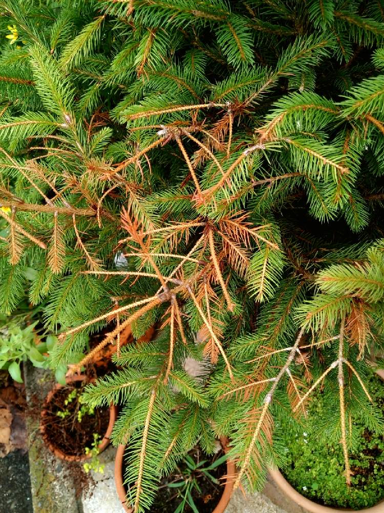 ドイツトウヒの投稿画像 By たかさん 相談とおうち園芸 月9月19日 Greensnap グリーンスナップ