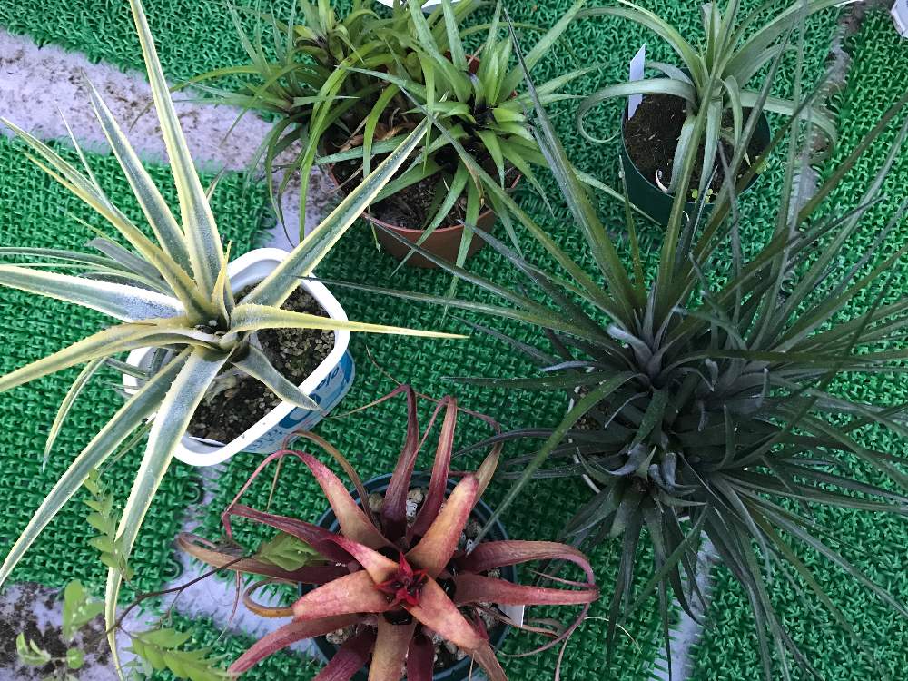 エクメア レクルバータについて Greensnap グリーンスナップ