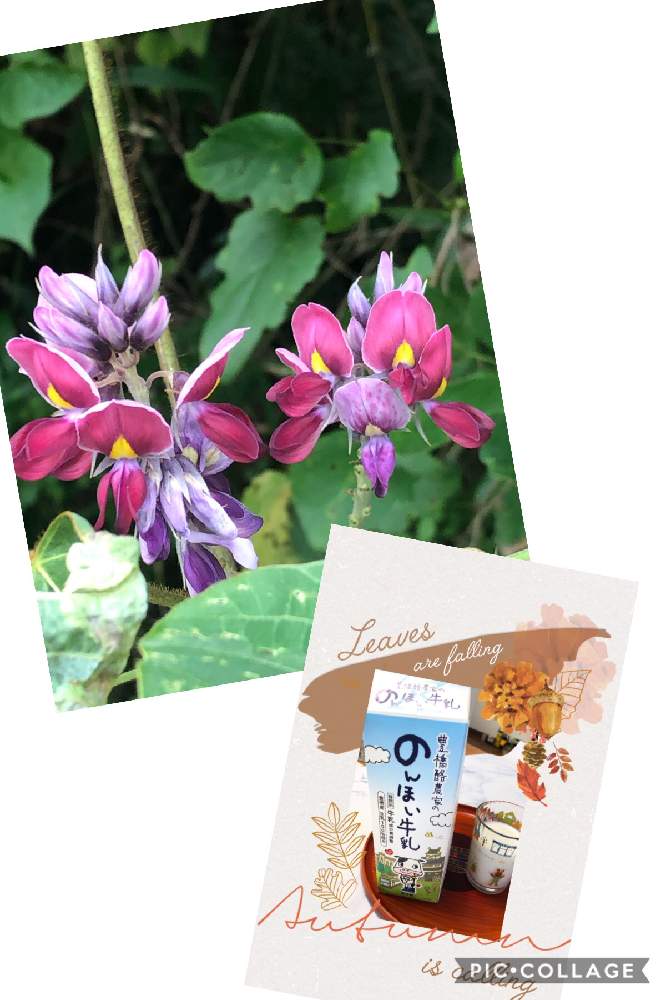 葛の花の投稿画像 By みなっくまさん 家の回りと遊びゴコロと雑草大好きとコロナに負けるな と花のある暮らしとチーム愛知 と家の回りと遊びゴコロと雑草大好きとコロナに負けるな と花のある暮らしとチーム愛知 月9月19日 Greensnap グリーンスナップ 葛の花の投稿画像 By みなっくまさん 家の回りと遊びゴコロと雑草大好きとコロナに負けるな と花のある暮らしとチーム愛知 と家の回りと遊びゴコロと雑草大好きとコロナに負けるな と花のある暮らしとチーム愛知 月9月19日 Greensnap グリーンスナップ