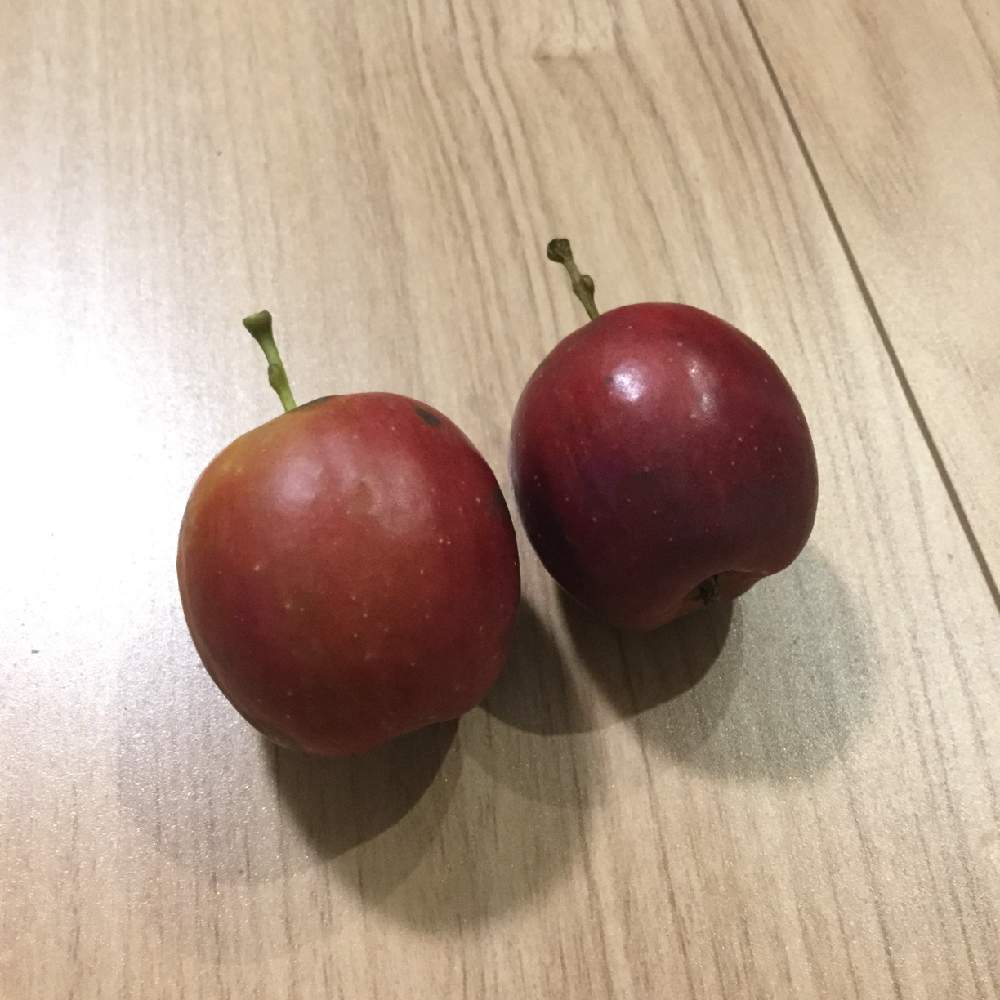 リンゴ アルプス乙女の投稿画像 By とらうさぎさん 小さな庭と鉢植えと果樹と減農薬 無農薬 とおうち園芸と鉢植えと果樹と減農薬 無農薬 とおうち園芸 月9月19日 Greensnap グリーンスナップ Greensnap グリーンスナップ