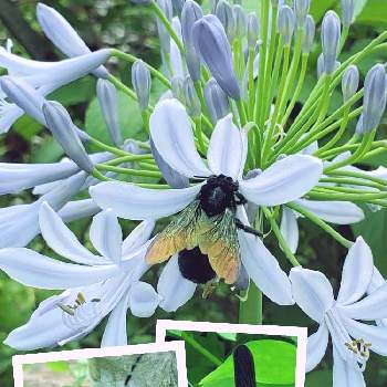 ハグロトンボの画像 by ジャカりん☆(りり㍉)さん | アガパンサスとトンボ(ハグロトンボ)とゴマダラカミキリとタイワンタケクマ蜂とかわいいな♡と昆虫と植物と昆虫シリーズとローザンベリー多和田と青い花とユリ科とハグロトンボ