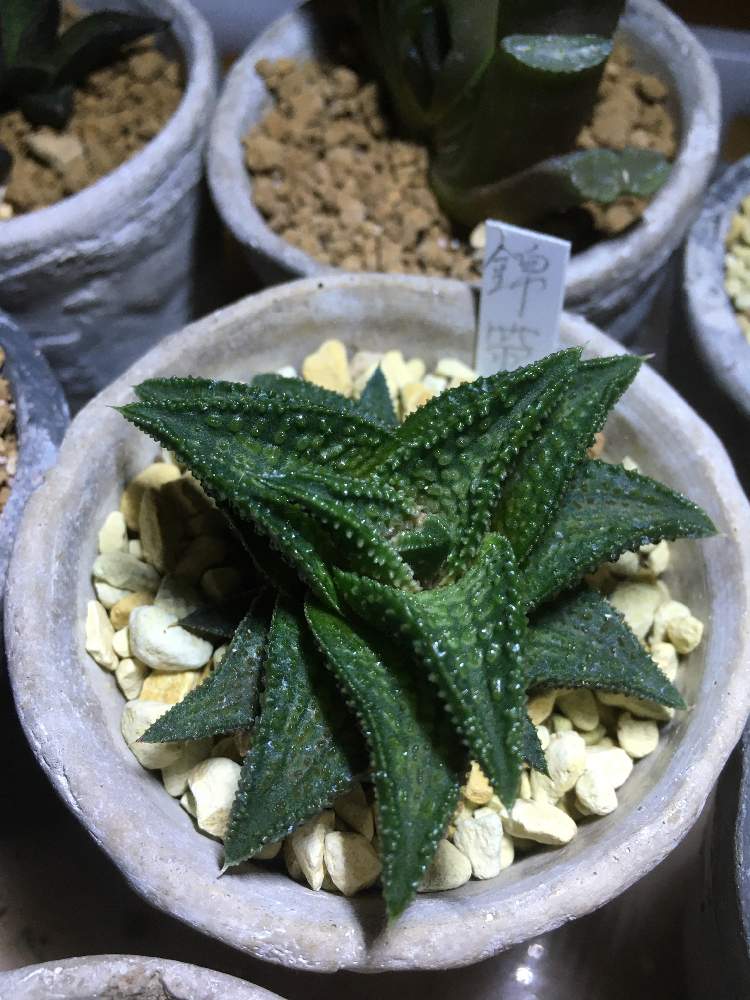 ハオルチア錦帯橋の投稿画像 By サボサボさん 多肉植物と多肉男子と硬葉系ハオルシアと硬葉ハオルチアとハオルチア 属と二和園とgs日和と多肉植物とサボテンとハオルシア錦帯橋 月9月19日 Greensnap グリーンスナップ