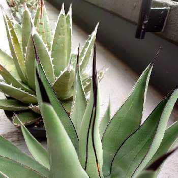 アガベ ニグラの投稿画像一覧 Greensnap グリーンスナップ