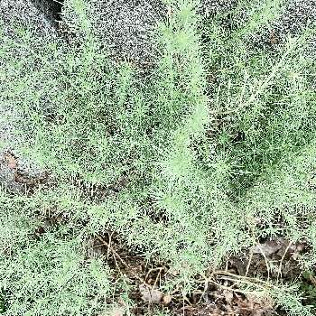 ロータスコットンキャンディの投稿画像一覧 Greensnap グリーンスナップ