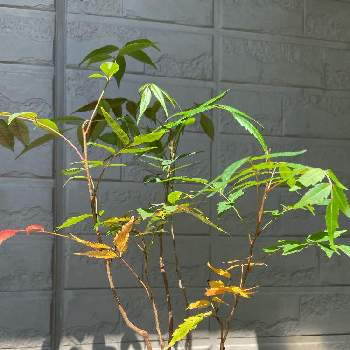 ハゼの木の画像 by takapon2001さん | 玄関と盆栽とハゼの木とおうち園芸とおうちde菜園