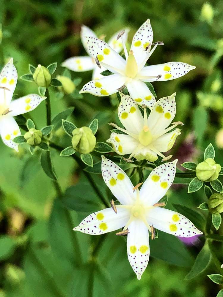 アケボノソウの投稿画像 By Naoさん 山野草と日光植物園 月9月19日 Greensnap グリーンスナップ