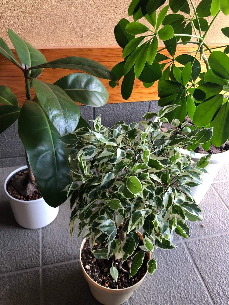 シェフレラの投稿画像 By Wakanaさん バリントニアとベンジャミン 月9月19日 Greensnap グリーンスナップ