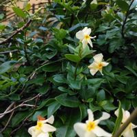 テイカカズラの画像