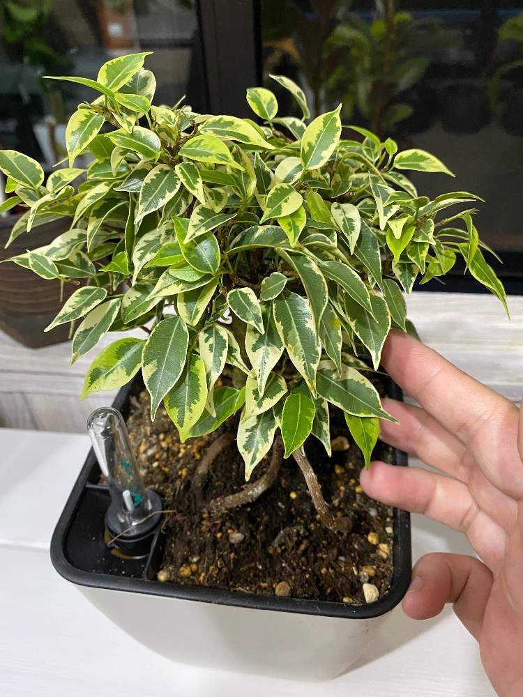 フィカス 観葉植物 フィカス（ゴムの木） | 観葉植物の通販 AND PLANTS (アンド