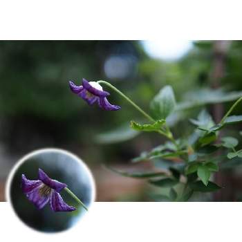 ９月の花の画像 by 我楽多さん | 小さな庭とプシュケ（クレマチス）と９月の花とOM-D E-M1ⅡとOLY 17mm F1.2