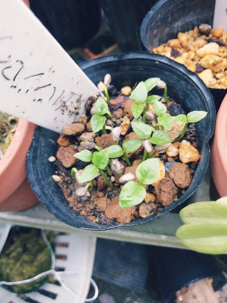 キミノバンジロウの投稿画像 By しんごろ さん タネまきとおうち園芸 月9月19日 Greensnap グリーンスナップ