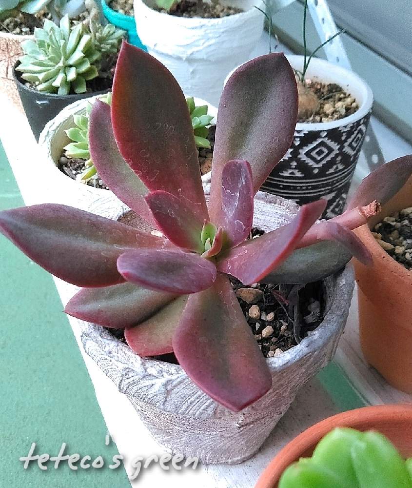 エケベリア 花いかだの投稿画像 By Tetecoさん 岐阜タニラーと多肉植物とgs映えとgs日和と多肉だいすきと多肉女子とタニラーとたにおたくらぶ 月9月日 Greensnap グリーンスナップ