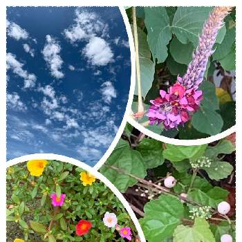  葛の花の画像 by ばあばさん | お出かけ先とポーチュラカと野葡萄と 葛の花と朝の散歩