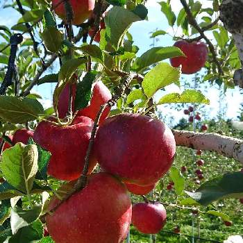 生産者の画像 by えりっちさん | 秋映リンゴとはたけと生産者と家の近くと村内