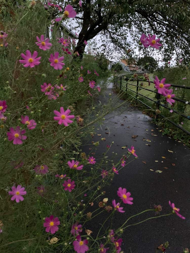 コスモスの投稿画像 By せんこ さん ピンクの花と朝散歩と雨上がりと川辺 月9月日 Greensnap グリーンスナップ