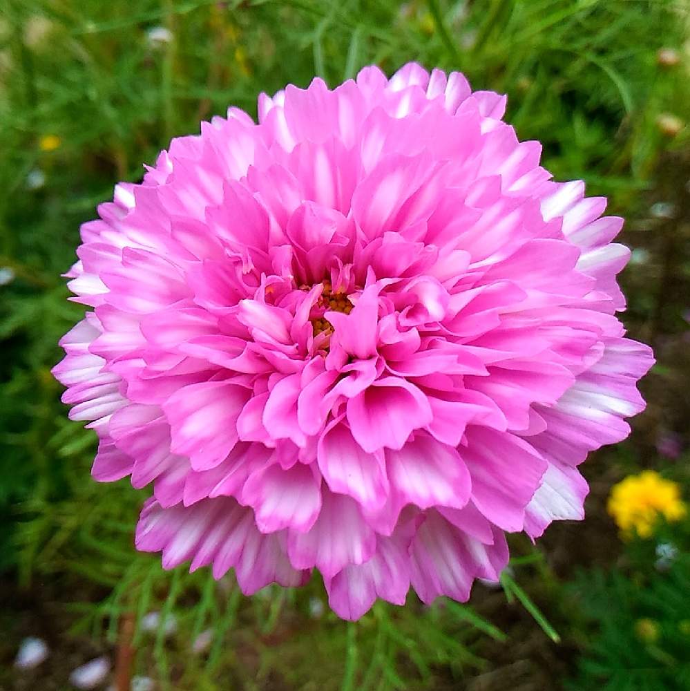 コスモスの投稿画像 By Kiyoraさん コスモスダブルクリックと国営昭和記念公園 月9月日 Greensnap グリーンスナップ