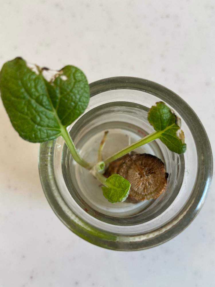 ごぼう栽培 Greensnap グリーンスナップ