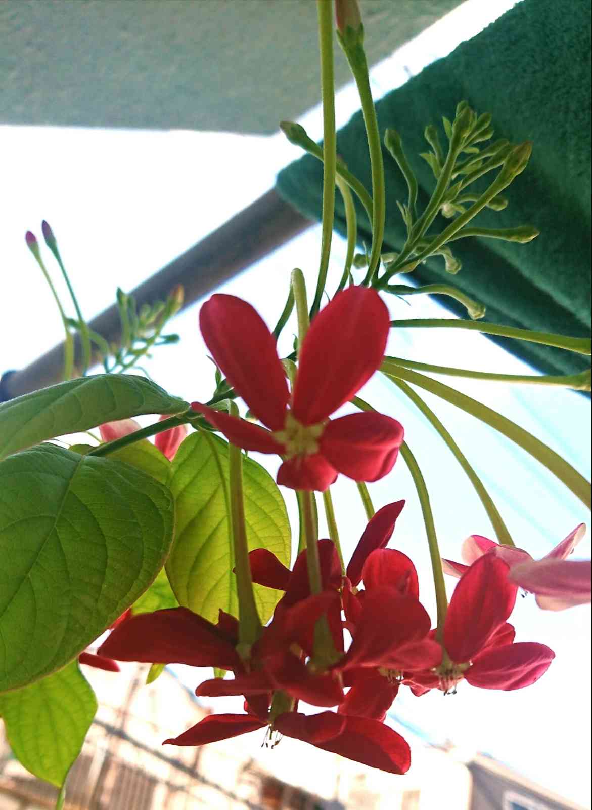 ラングーンクリーパー鉢植え ラングーンクリーパーの一覧｜🍀GreenSnap（グリーンスナップ）