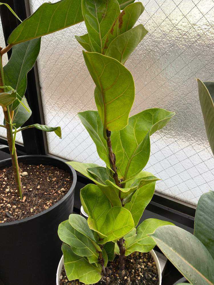 ☆ インドボダイジュ 160cm♪ フィカス•レジリオーサ♪ ☆ インドボダイジュ 160cm♪ フィカス•レジリオーサ♪