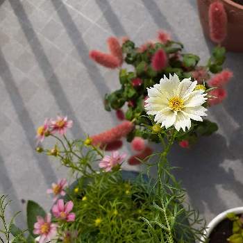 キャットテイルの画像 by 梅香さん | バルコニー/ベランダとコスモスとキャットテイルとおうち園芸とピンクと鉢植えとかわいいと白い花