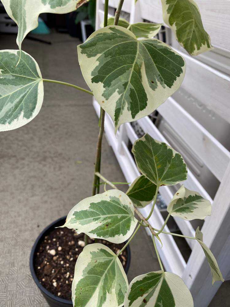 フィカスコレクション｜🍀GreenSnap（グリーンスナップ）