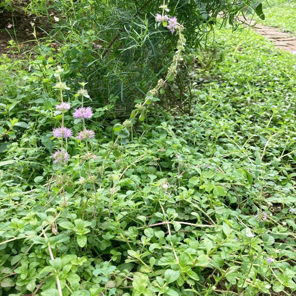 ペニーロイヤルミントの投稿画像 By Pibacoさん グランドカバーとお花のある暮らしと庭のお花 月9月日 Greensnap グリーンスナップ