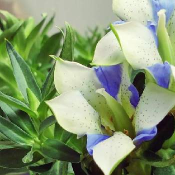 りんどう 白寿の投稿画像一覧 Greensnap グリーンスナップ