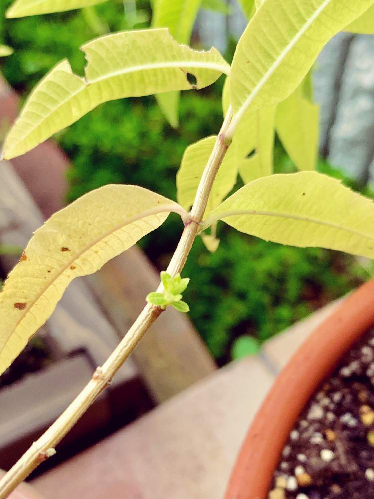 レモンバーベナの投稿画像 By ヨナさん 小さな庭とハーブ大好きとネコ好きと樹木とナチュラルガーデンとハーブといい香りと新芽とハーブ 大好きとネコ好きと樹木とナチュラルガーデンとハーブといい香りと新芽 月9月日 Greensnap グリーンスナップ