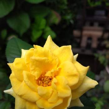 薔薇のアルバムの画像 by ヤマボウシさん | 小さな庭と薔薇ゴールド・バニーと植物日誌と薔薇のアルバムと自宅の薔薇とおうち園芸