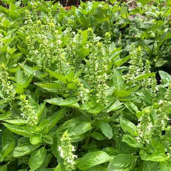 バジルの花の投稿画像一覧 Greensnap グリーンスナップ