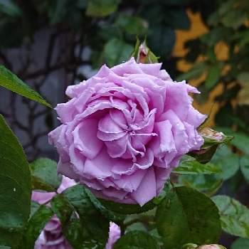 ルシエルブルー❤の画像 by ＹＵＭＩＫＯさん | 小さな庭と私の癒し♡と綺麗〜❤️とルシエルブルー❤と薔薇愛同盟と花が好き❤と大好きとおうち園芸とお花に癒されてと植中毒と薔薇が好き❤と花のある暮らしとかわいいな♡といい色♡