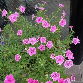 キクタニギク,十月桜,イロハモミジ,山茶花（サザンカ）,イチョウ(銀杏)の画像