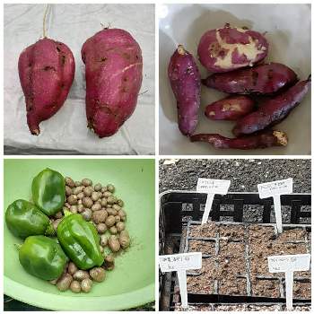 サツマイモ 紅あずまの投稿画像一覧 Greensnap グリーンスナップ