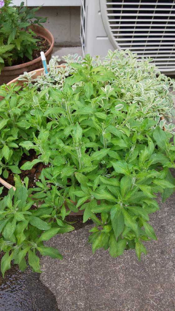 寄せ植え ３ オトナっぽレッド 終了 Greensnap グリーンスナップ