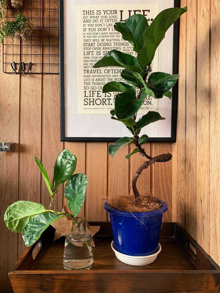 フィカス リラータ バンビーノの投稿画像 By 黒兎さん 水挿しで増やすとフィカス倍増計画と室内と黒兎の秘密の小部屋と水挿しとフィカス属とゴムの木 バンビーノと曲げ木と曲げ木に挑戦と曲げ 月9月日 Greensnap グリーンスナップ