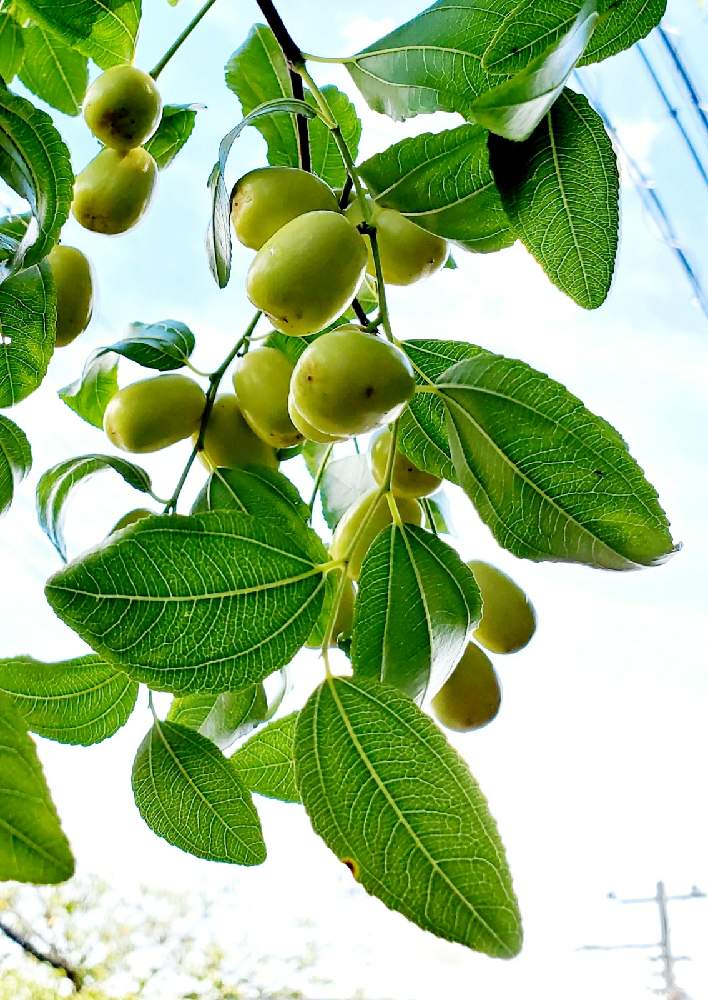 ナツメ 棗 なつめ の投稿画像 By 華子さん 落葉小高木と雌雄同株 同花 と果樹と庭木と落葉広葉樹とお出かけ先と二ヶ領用水 渋川と落葉小高木と雌雄同株 同花と果樹と庭木と落葉広葉樹と二ヶ領用水 渋川 月9月日 Greensnap グリーンスナップ Greensnap