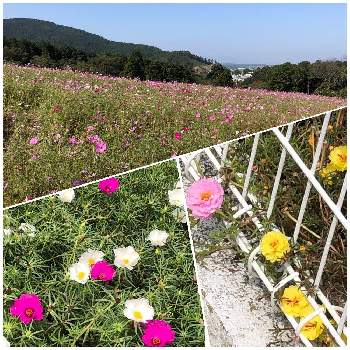 マツバボタン（松葉牡丹）の画像 by ichiさん | お出かけ先と秋桜（アキザクラ）とスベリヒユ科と多彩な花の色と可愛いお花と コスモスとキク科と一日花とマツバボタン（松葉牡丹）