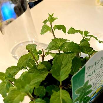 合法ハーブの投稿画像一覧 Greensnap グリーンスナップ