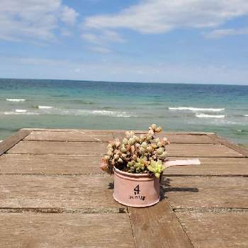 海と多肉植物の投稿画像一覧 Greensnap グリーンスナップ