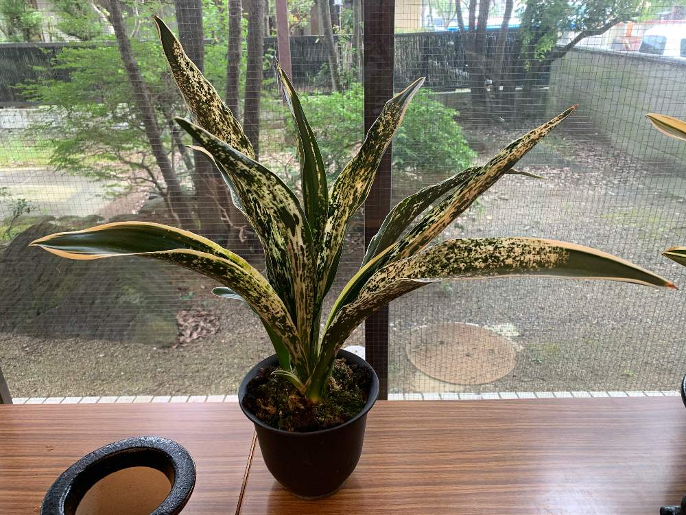 万年青 家宝都の図の投稿画像 By 紫雲楽さん 部屋と万年青 と観葉植物とおもと と古典園芸と万年青 大葉 とおうち園芸と展示会と山野草盆栽と古典園芸植物と万年青 と万年青 と花のある暮らしと盆栽と万年青 と観葉植物とおもと と古典園芸と万年青 大葉 とおうち