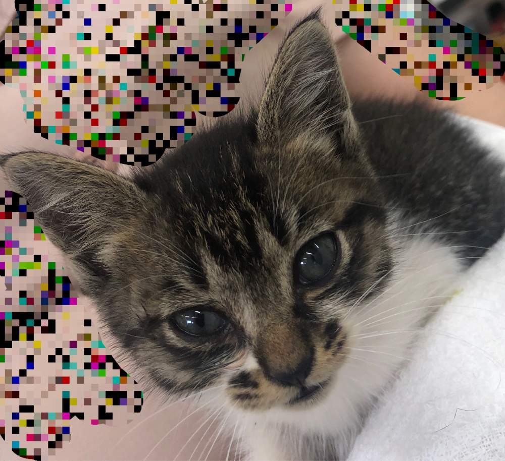 子猫が突然やってきた Greensnap グリーンスナップ