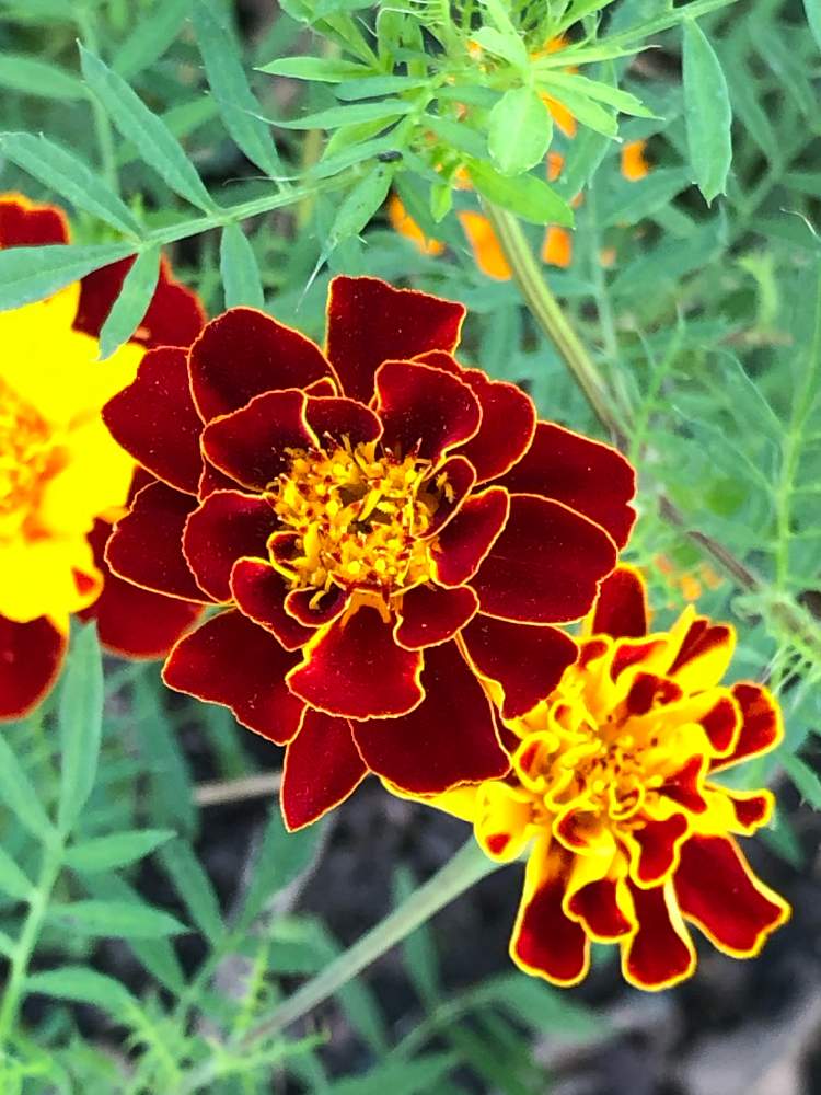 マリーゴールドの投稿画像 By 墨西 ボクサイ さん 月9月日 Greensnap グリーンスナップ