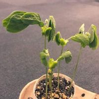 モンキーポッドの育て方 種まきや植え付けの時期は 庭木にもできる Greensnap グリーンスナップ