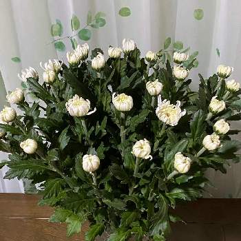 白菊の画像 by ラララさん | 和室と白菊と頂き物と生け花と白が好きと花器が好き