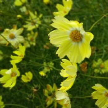 黄色コスモスの画像 by あべべさん | お出かけ先と黄色コスモスと京都府立植物園と花のある暮らし
